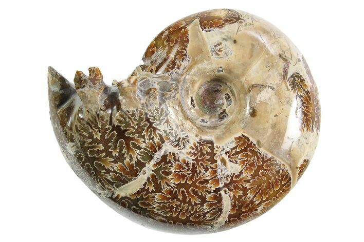 Polished Ammonite (Eotetragonites) Fossil - Madagascar #297099
